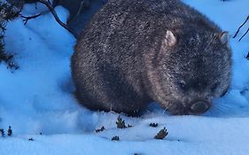 Cradle Alpine Retreat